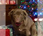 Small #11 Pug Mix