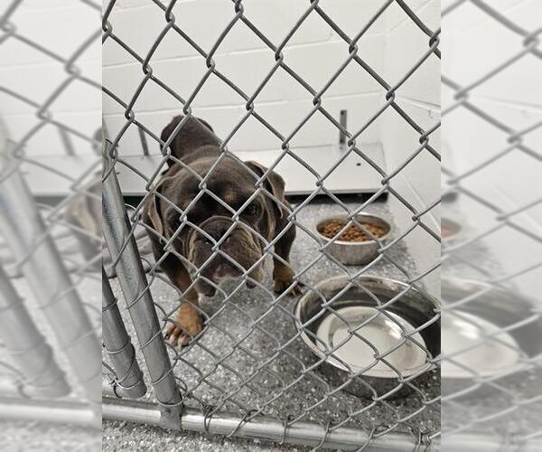 Medium Photo #1 American Bulldog-Unknown Mix Puppy For Sale in Temple, TX, USA