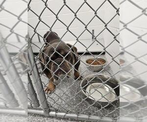 American Bulldog-Unknown Mix Dogs for adoption in Temple, TX, USA