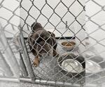 Small American Bulldog Mix