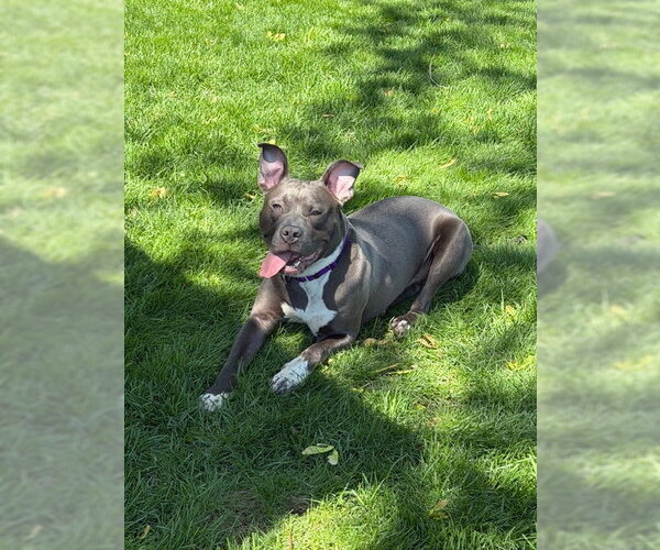Medium Photo #3 Mutt Puppy For Sale in Crete, IL, USA