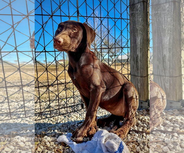Medium Photo #3 Doberman Pinscher Puppy For Sale in Devine, TX, USA