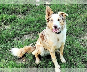 Mother of the Border Collie puppies born on 04/14/2025