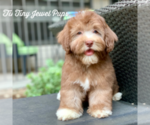 Small Photo #3 Havanese-Poodle (Toy) Mix Puppy For Sale in HOUSTON, TX, USA