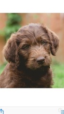Labradoodle Puppy for sale in LACEY, WA, USA