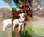 Small Photo #3 Boxer-Unknown Mix Puppy For Sale in Pompano Beach , FL, USA