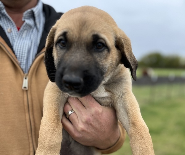 Medium Photo #1 Anatolian Shepherd Puppy For Sale in FORNEY, TX, USA