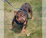 Small #3 Bulldog