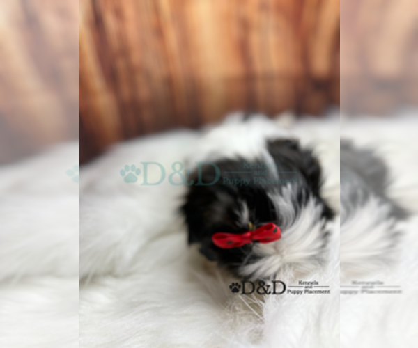 Medium Photo #16 Shih Tzu Puppy For Sale in RIPLEY, MS, USA