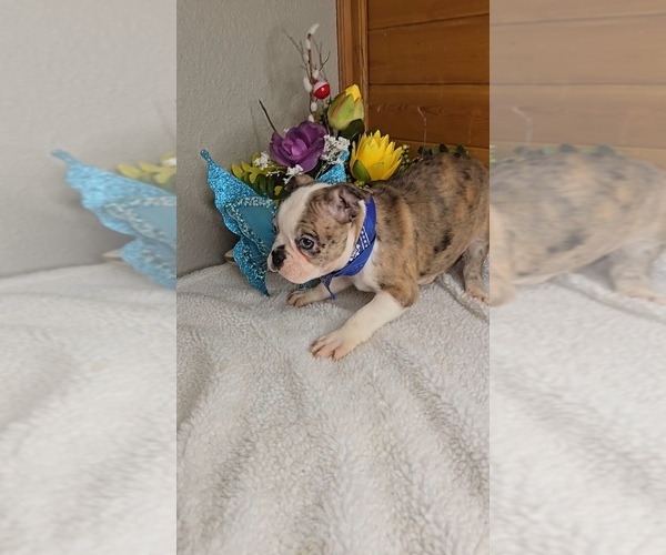 Medium Photo #7 Boston Terrier Puppy For Sale in JASONVILLE, IN, USA