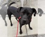 Small #3 Labrador Retriever Mix