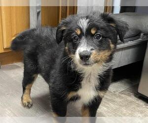 Border-Aussie Dogs for adoption in Ames, IA, USA