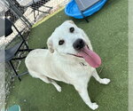 Small #1 Labrador Retriever