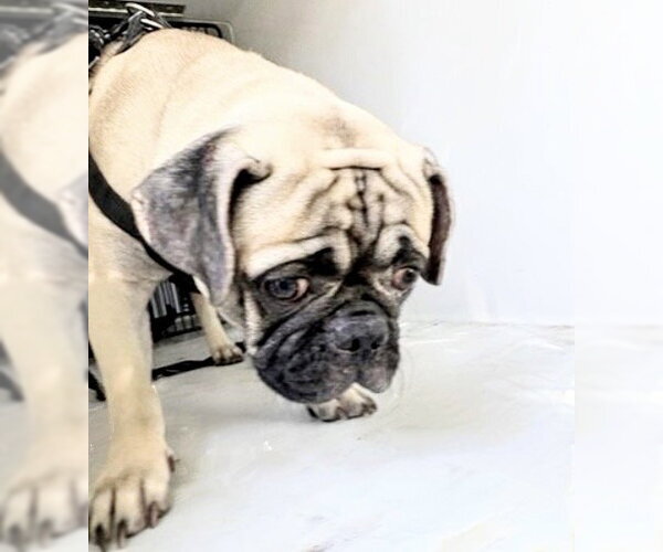 Medium Photo #1 Pug Puppy For Sale in Houston, TX, USA