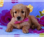 Small Photo #1 Golden Retriever Puppy For Sale in CLAY, PA, USA