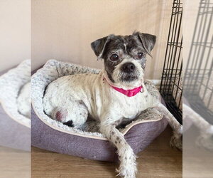 Spotty - Male Mutt Dog for Adoption - Photo #5