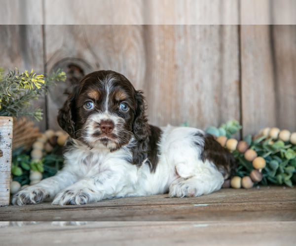 Medium Photo #1 Cocker Spaniel Puppy For Sale in BALTIC, OH, USA