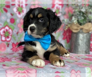Bernedoodle (Miniature) Puppy for sale in LANCASTER, PA, USA