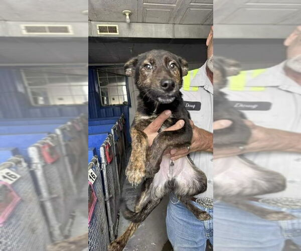 Medium Photo #3 Mutt Puppy For Sale in Aurora, IN, USA