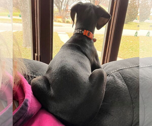 Medium Photo #18 Doberman Pinscher Puppy For Sale in Minneaoplis, MN, USA