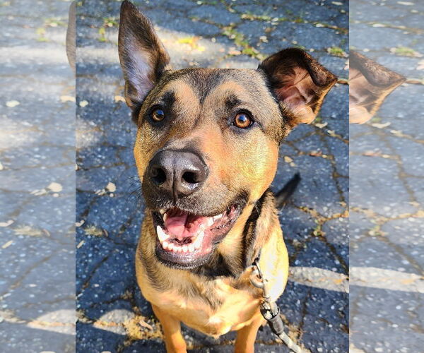 Medium Photo #2 American Pit Bull Terrier-German Shepherd Dog Mix Puppy For Sale in Lafayette, CA, USA