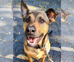 Small #1 American Pit Bull Terrier-German Shepherd Dog Mix
