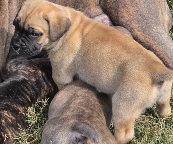 Medium Photo #3 Cane Corso Puppy For Sale in MOORESBORO, NC, USA
