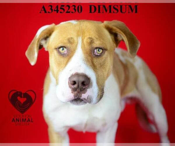 Medium Photo #1 Mutt Puppy For Sale in Stockton, CA, USA