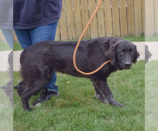 Medium Photo #5 Mutt Puppy For Sale in Huntley, IL, USA