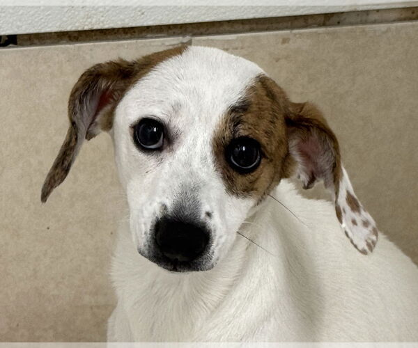 Medium Photo #1 Jack-A-Bee Puppy For Sale in Oakland Park, FL, USA