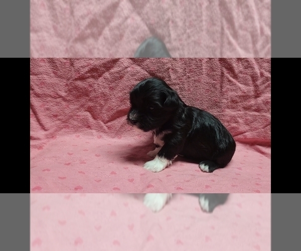 Medium Photo #3 Maltipoo Puppy For Sale in BROOKFIELD, MO, USA
