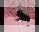 Small #2 Maltipoo
