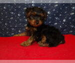 Small Photo #10 Yorkshire Terrier Puppy For Sale in PATERSON, NJ, USA