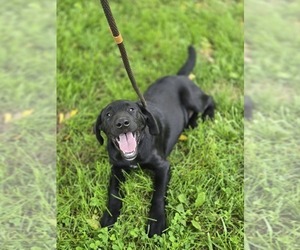 Labrador Retriever Puppy for sale in APPOMATTOX, VA, USA