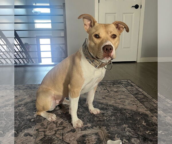 Medium Photo #18 American Pit Bull Terrier-Unknown Mix Puppy For Sale in Fargo, ND, USA