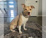 Small #17 American Pit Bull Terrier Mix