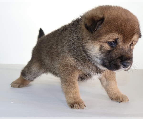 Medium Photo #15 Shiba Inu Puppy For Sale in WINTER PARK, FL, USA