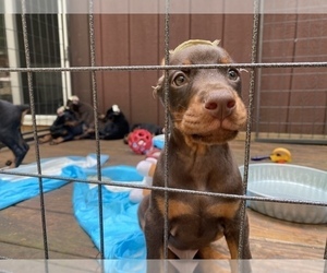 Doberman Pinscher Puppy for Sale in NEW BRUNSWICK, New Jersey USA