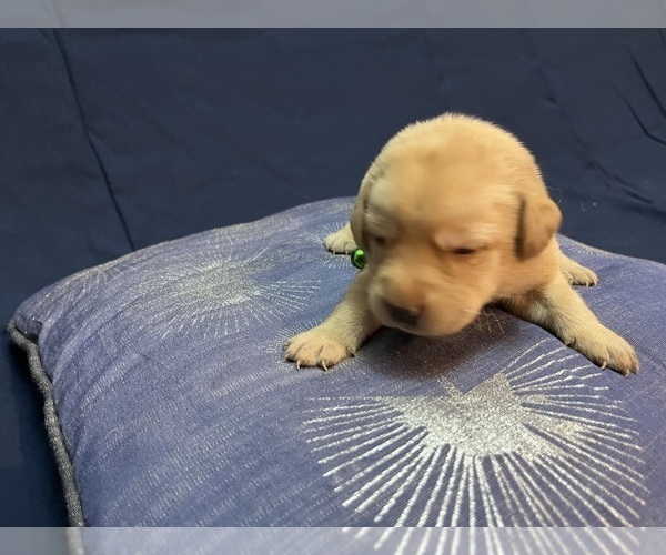 Medium Photo #23 Labrador Retriever Puppy For Sale in BARTLETT, IL, USA