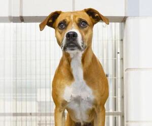 Boxer-Unknown Mix Dogs for adoption in San Antonio, TX, USA