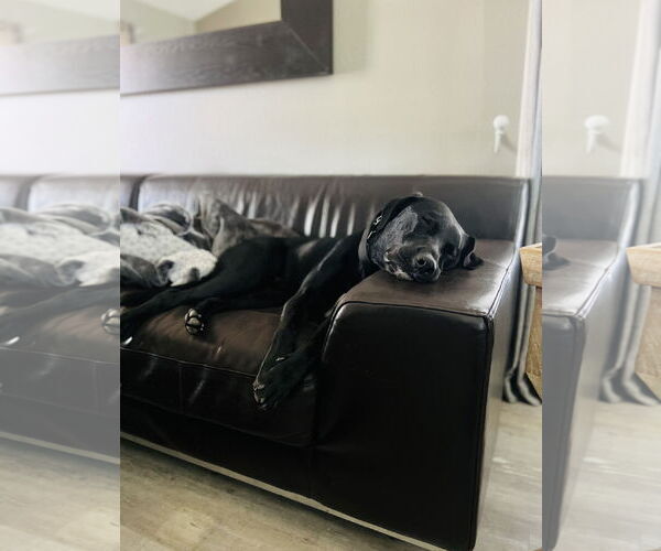 Medium Photo #4 Labrador Retriever-Unknown Mix Puppy For Sale in Tampa, FL, USA