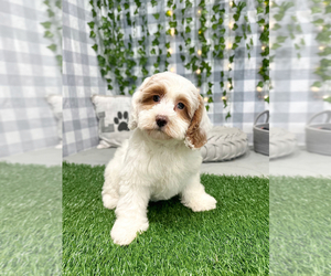 Cocker Spaniel-Poodle (Miniature) Mix Puppy for sale in MARIETTA, GA, USA