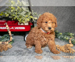 Small #1 Poodle (Miniature)