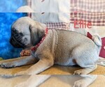 Small Photo #5 Pug Puppy For Sale in LEBANON, PA, USA