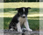Small #1 Samoyed-Siberian Husky Mix