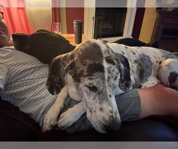 Medium Photo #12 Great Dane Puppy For Sale in Bullard, TX, USA