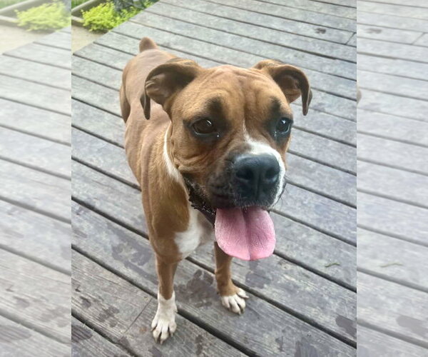 Medium Photo #1 Boxer Puppy For Sale in Dumont, NJ, USA