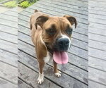 Small Boxer
