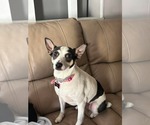 Small Chihuahua Mix