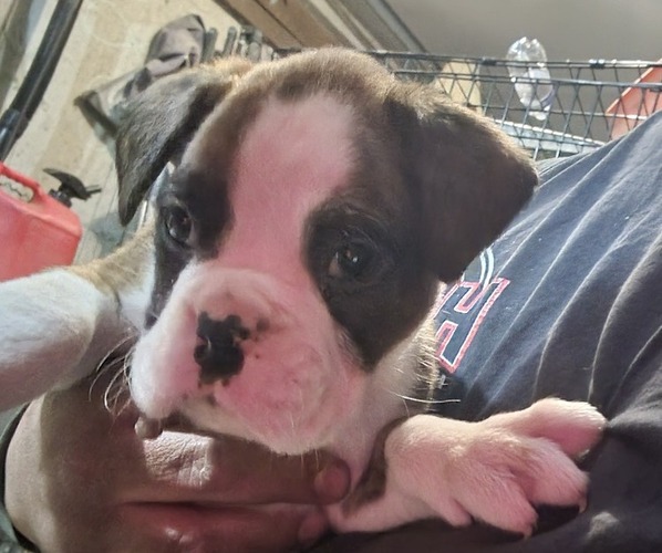 Medium Photo #2 Boxer Puppy For Sale in STAFFORD, CT, USA